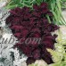 Black Dragon Coleus Seeds - 1000 Seeds - Decorative House & Garden Plant - Solenostemon scutallarioides   566897312